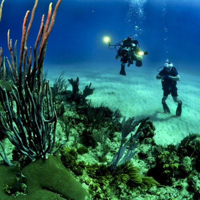 Coral reefs are among the most threatened ecosystems on Earth